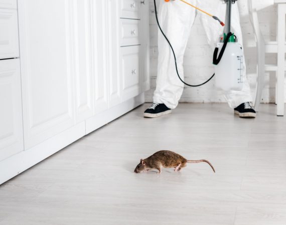 избавиться от крыс