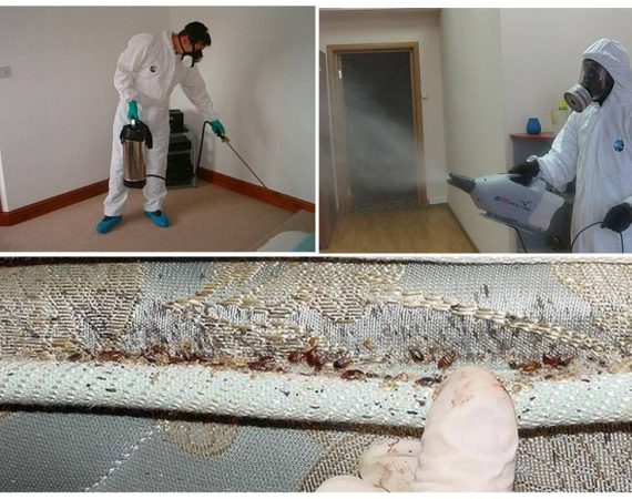 Выведение тараканов в квартире