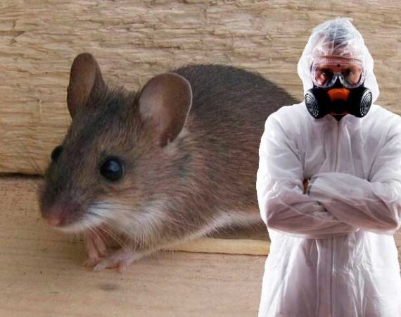 избавиться от мышь