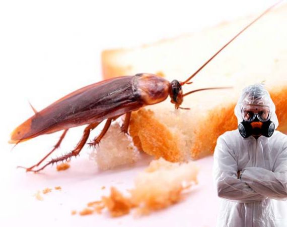 Выведение тараканов в витебске