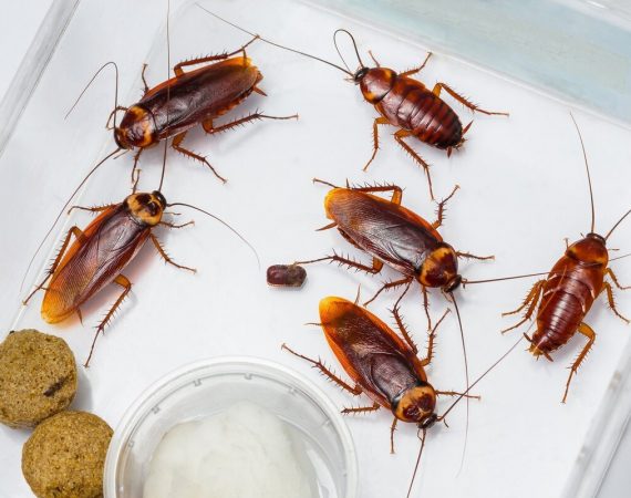 Уничтожение тараканов