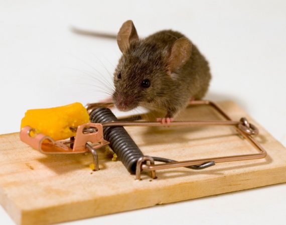 избавиться от грызунов