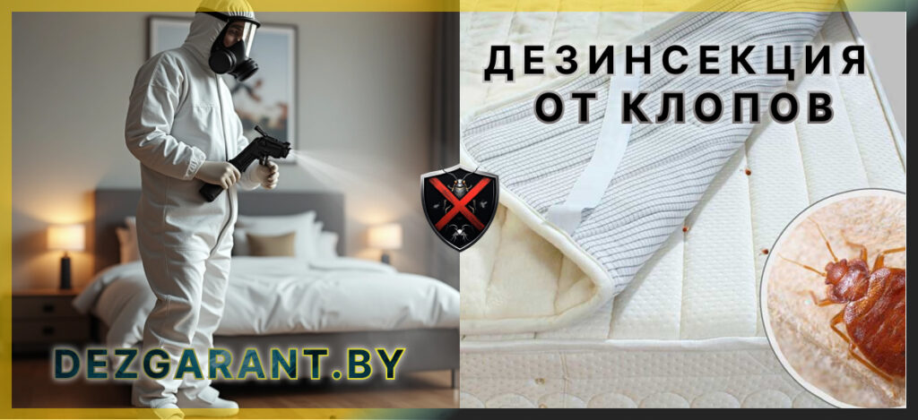 Дезинсекция от клопов