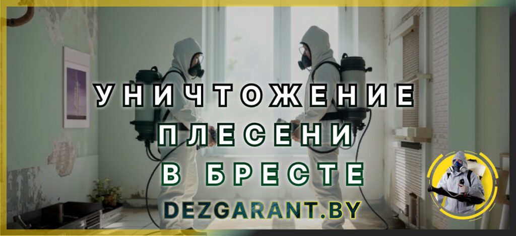 Уничтожение плесени в Бресте