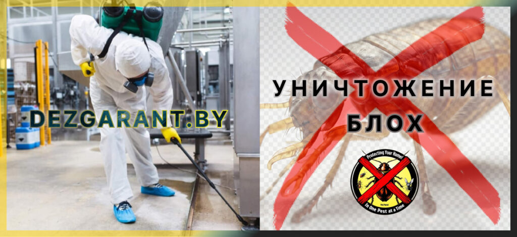 Уничтожение блох